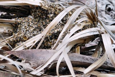 Bees guarding their queen on the ground