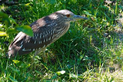 Juvenile black-crowned night heron