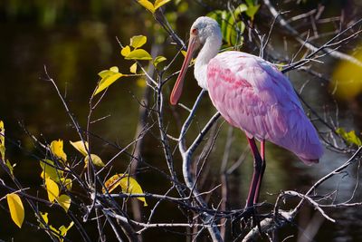 Roseate spoonbill
