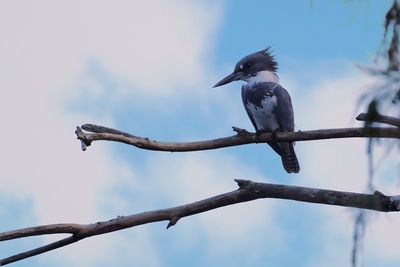 Female belted kingfisher