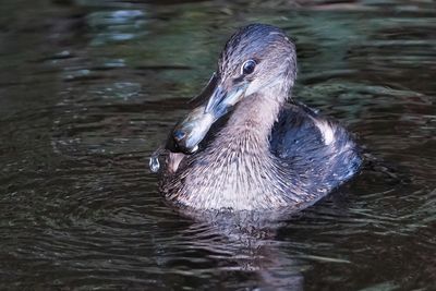 Pied-billed grebe with bluegill