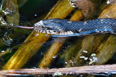 Banded watersnake flicking its tongue
