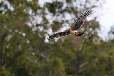 Female northern harrier
