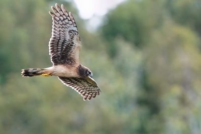 Female northern harrier