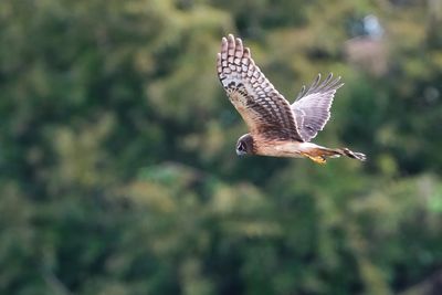 Female northern harrier
