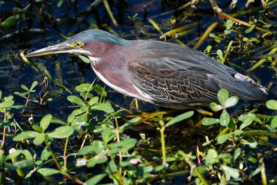 Green heron