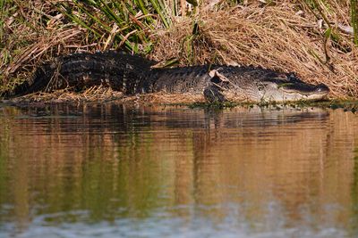 Alligator sunning on the bank