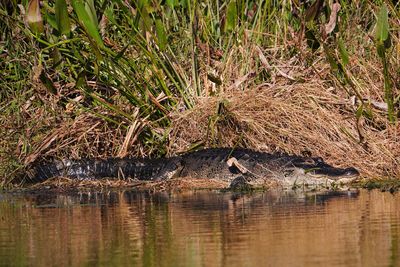 Alligator enjoying the late afternoon sun