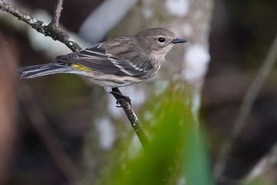 Yellow-rumped warbler