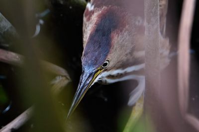 Least bittern