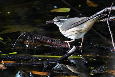 Louisiana waterthrush