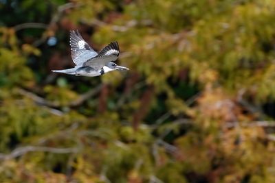 Male belted kingfisher