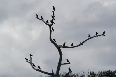 Grackles - extras for the new The Birds sequel