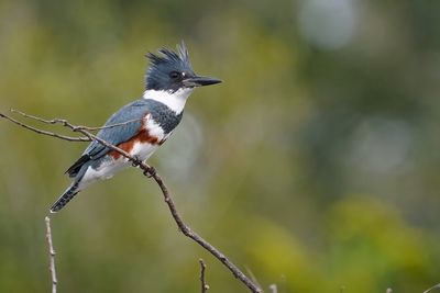Female belted kingfisher