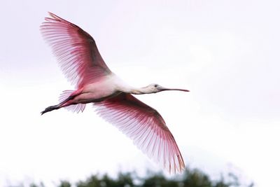 Backlit roseate spoonbill in flight