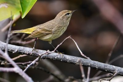 Palm warbler