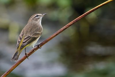 Sony FE 200-600mm F5.6-6.3 G OSS