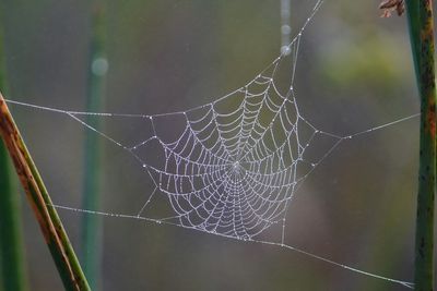 Spider web in the foggy dew