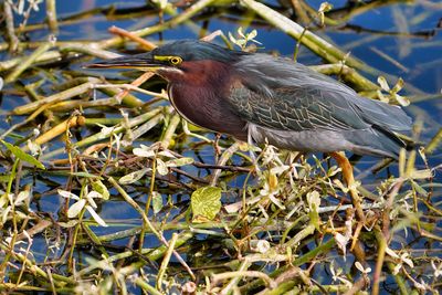 Green heron licking its bill