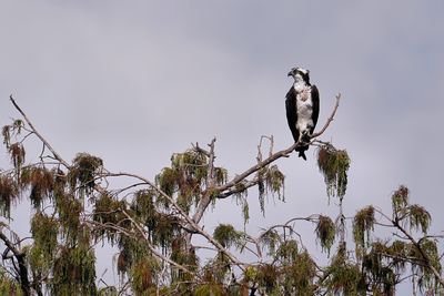 A6600 - Wakodahatchee & Green Cay (Dec 2019 - )
