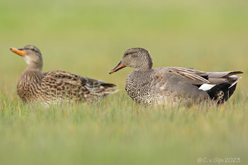 KRAKEEND gadwall