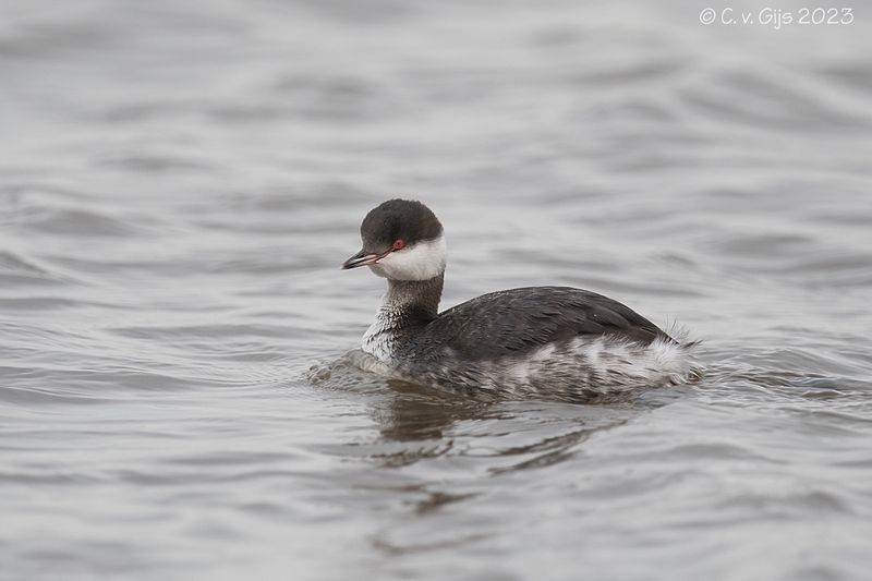 KUIFDUIKER horned grebe