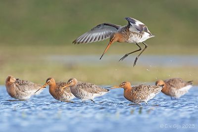 GRUTTO black-tailed godwit
