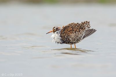 KEMPHAAN ruff