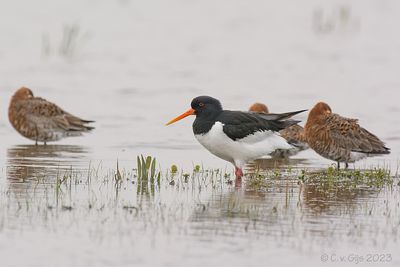 SCHOLEKSTER oystercatcher