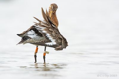 GRUTTO black-tailed godwit