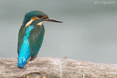 IJSVOGEL common kingfisher