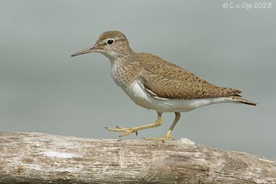 OEVERLOPER common sandpiper