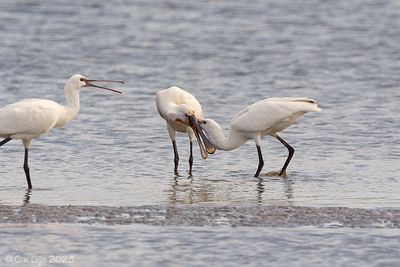 LEPELAAR spoonbill