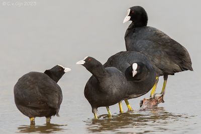 MEERKOET coot