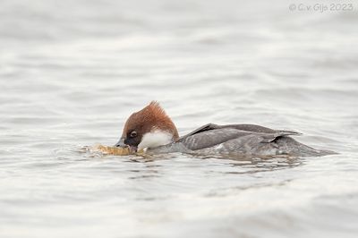 NONNETJE smew