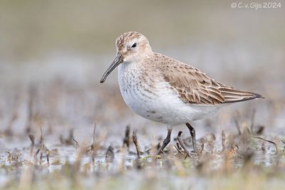 BONTE STRANDLOPER dunlin