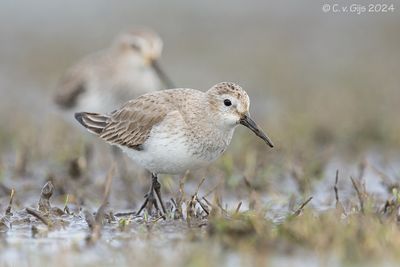 BONTE STRANDLOPER dunlin