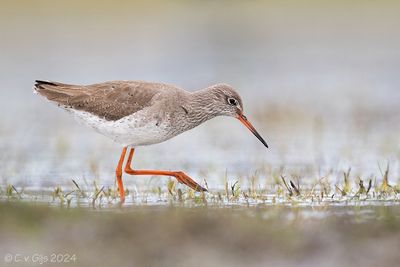 TURELUUR  redshank