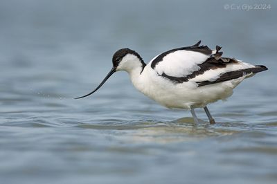 KLUUT avocet