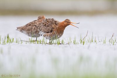 GRUTTO black-tailed godwit