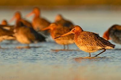 GRUTTO black-tailed godwit