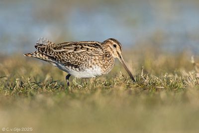 WATERSNIP common snipe
