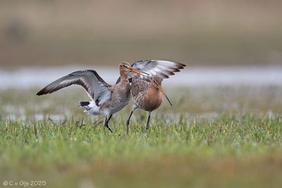 GRUTTO black-tailed godwit