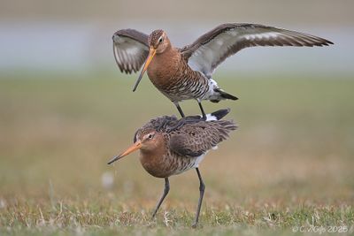 GRUTTO black-tailed godwit