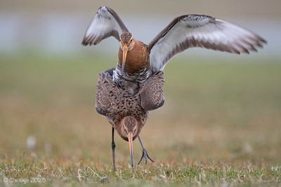 GRUTTO black-tailed godwit