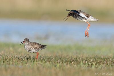 TURELUUR  redshank