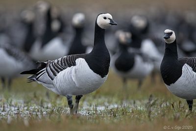 NATUUR