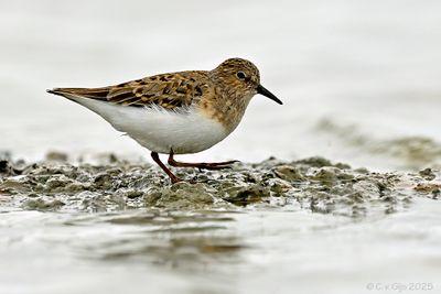 NATUUR