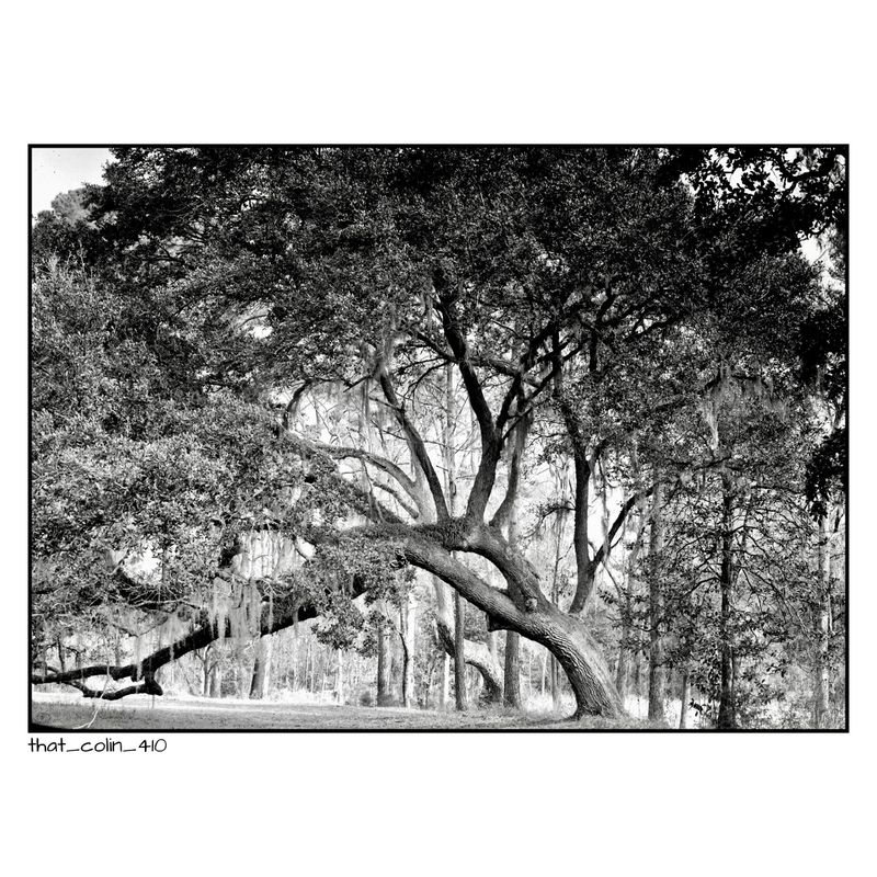 The ‘Live Oak’ Tree I like.