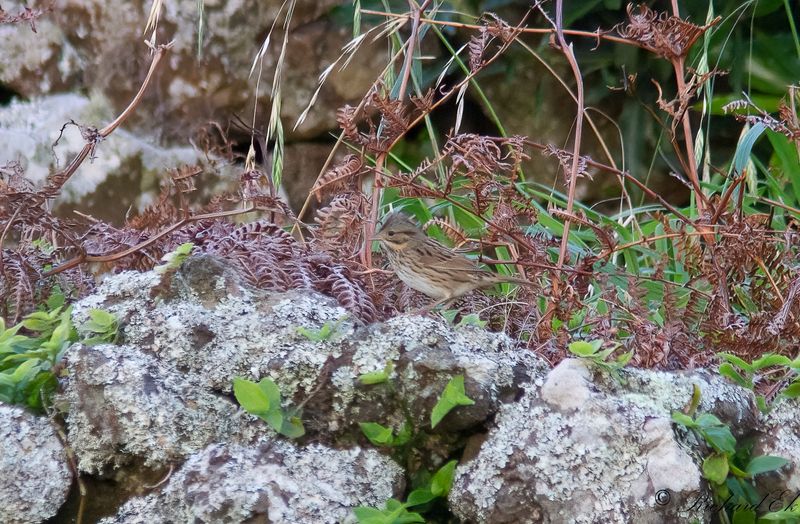 Lincolnsparv - Lincolns Sparrow (Melospiza lincolnii)